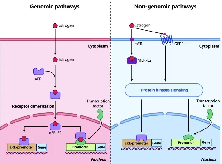 Genomic and non-genomic estrogen signaling pathways showing nuclear receptor transcriptional activity and membrane-initiated rapid signaling cascades